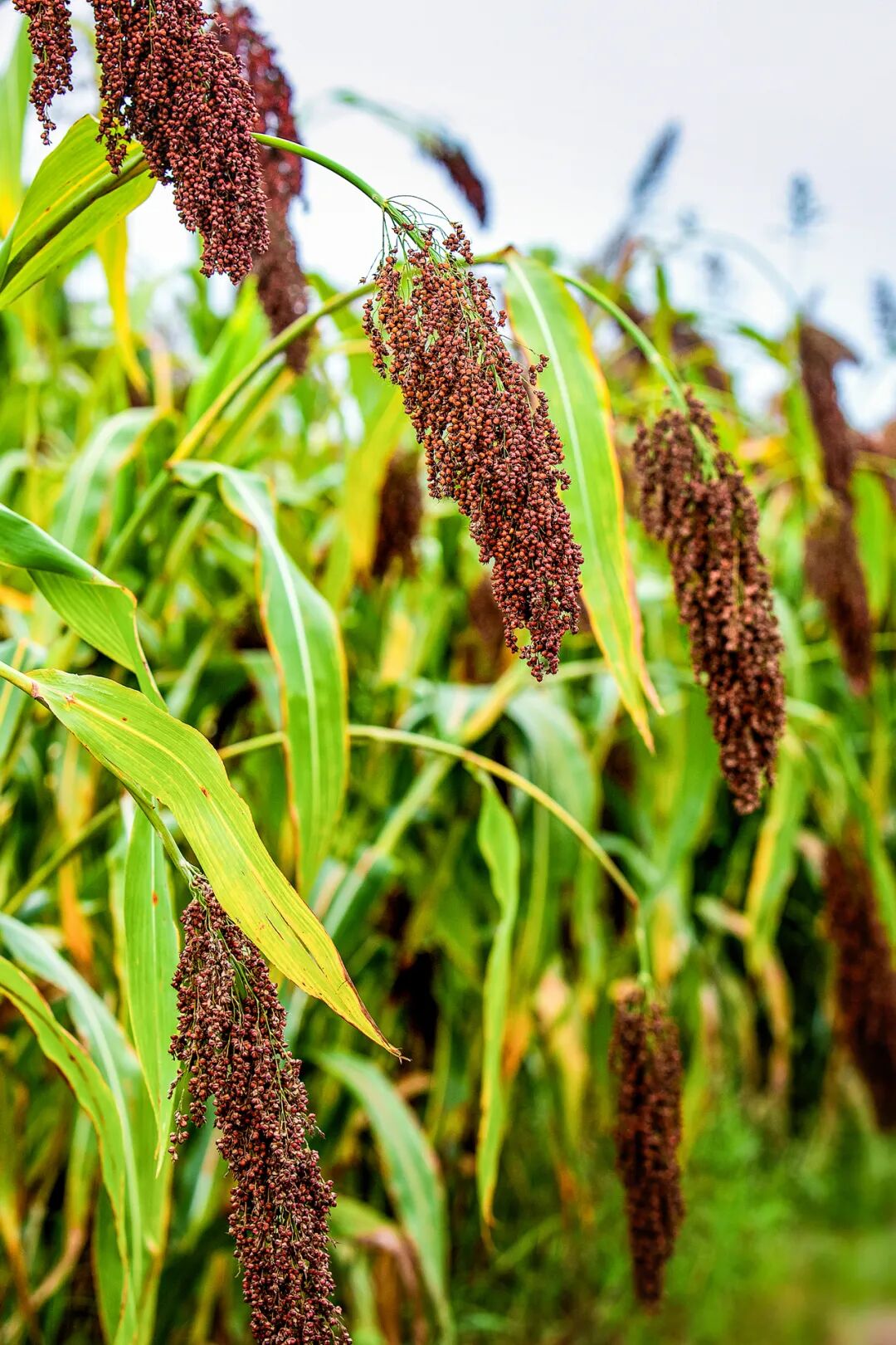 Image related to Why Is the Sorghum in the City of Wine So Red?