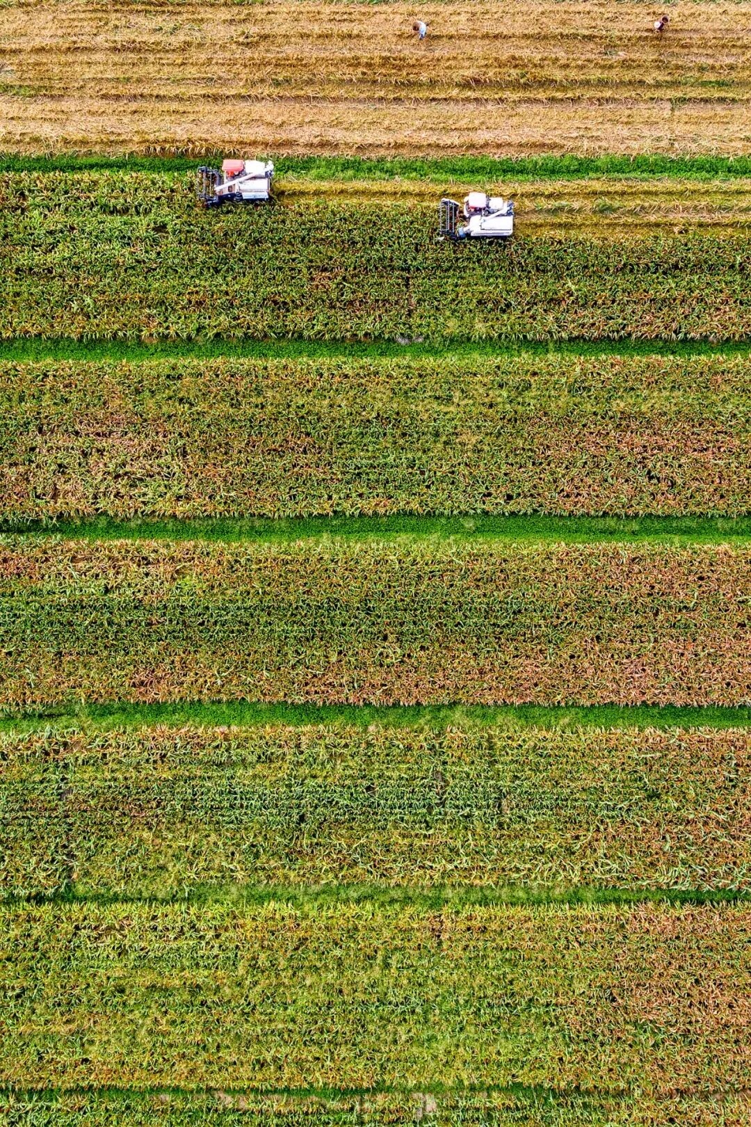 Image related to Why Is the Sorghum in the City of Wine So Red?