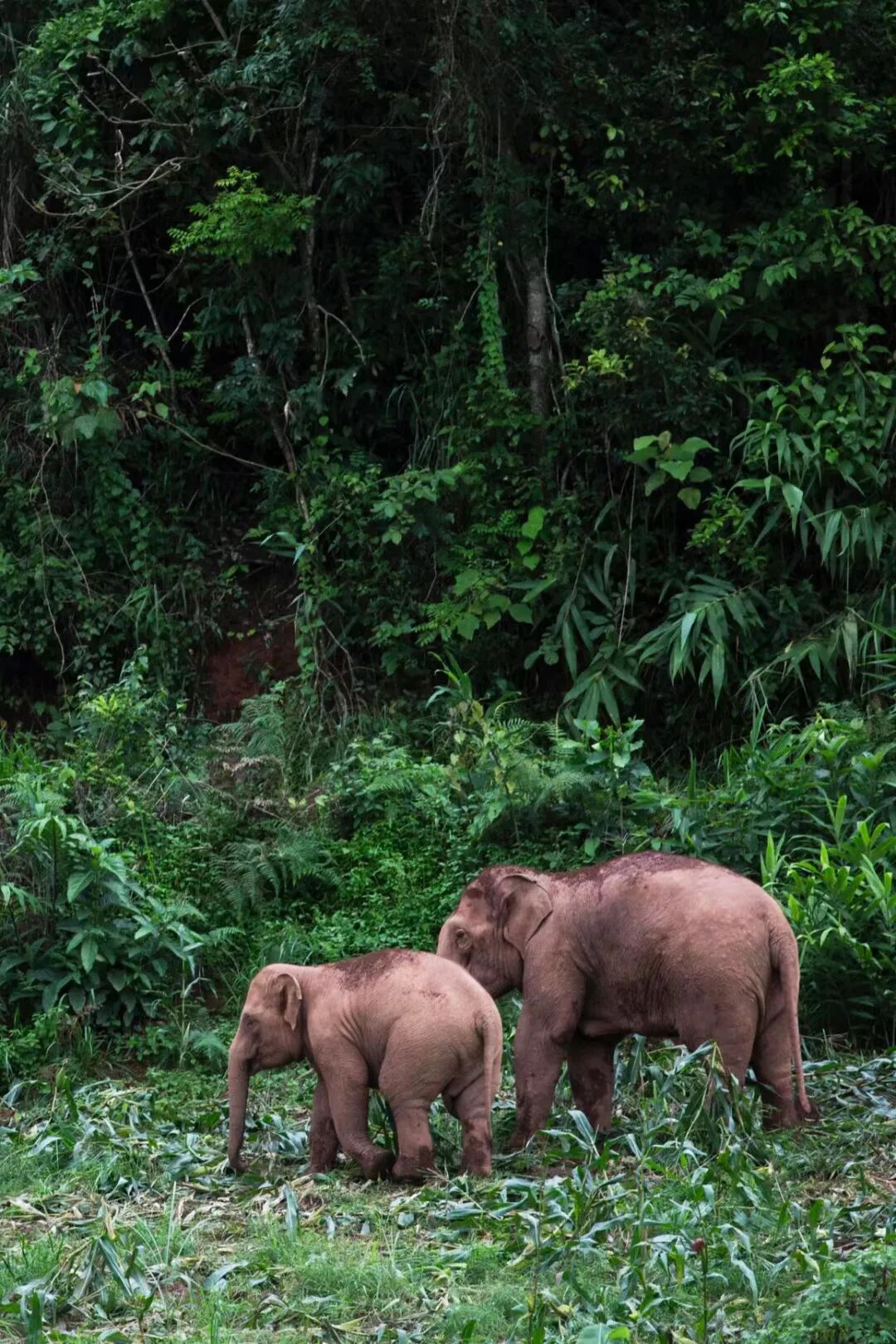 Image related to Rainforest Elephant Water Festival: Guess This Southern City Where People Wear Short Sleeves in Winter!