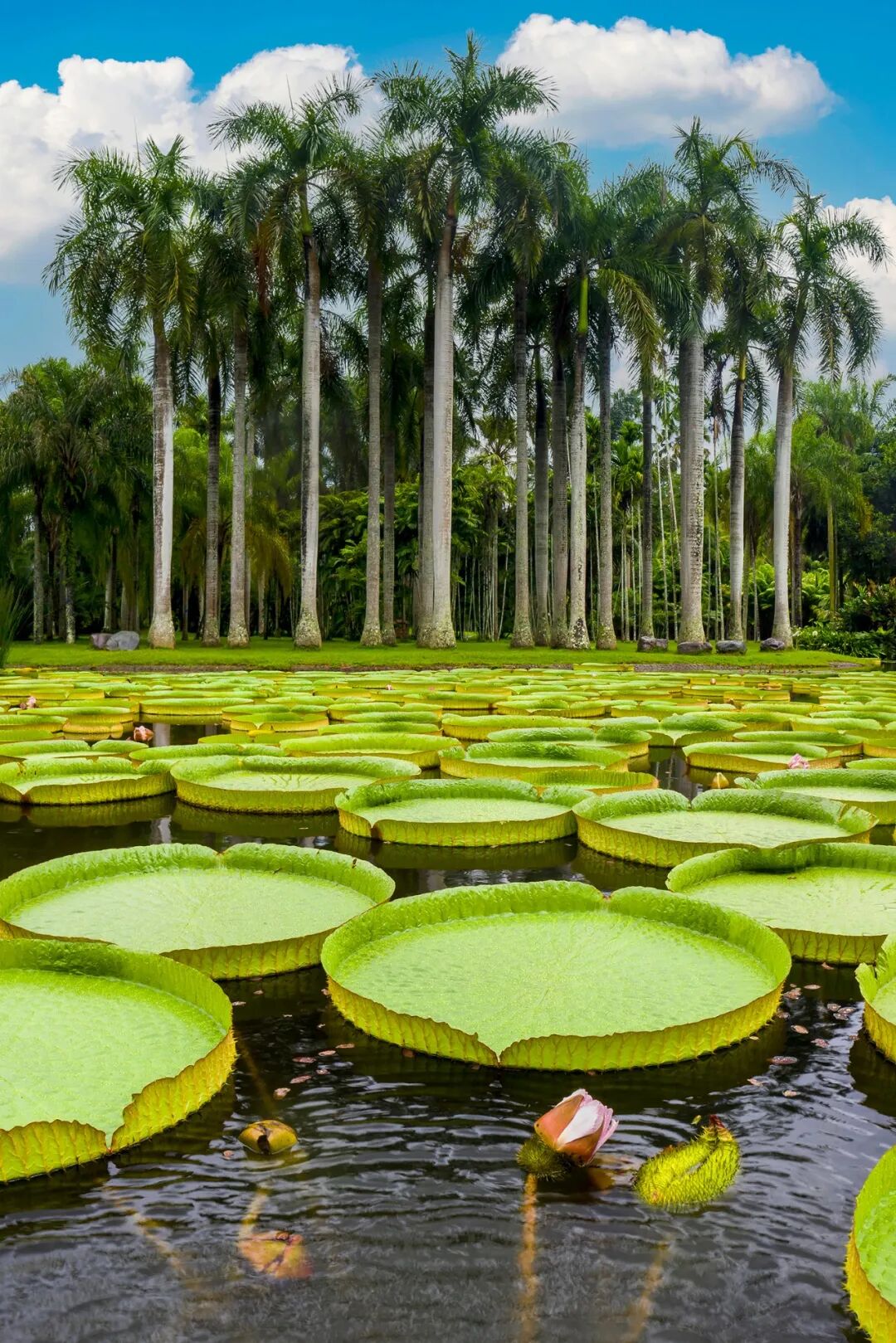 Image related to Rainforest Elephant Water Festival: Guess This Southern City Where People Wear Short Sleeves in Winter!