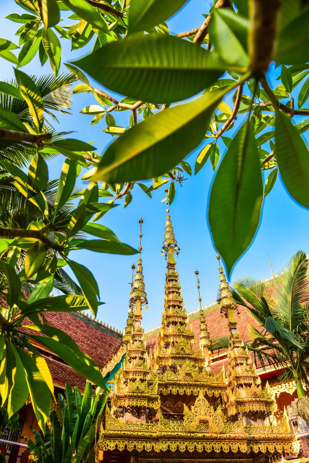 Image related to Rainforest Elephant Water Festival: Guess This Southern City Where People Wear Short Sleeves in Winter!