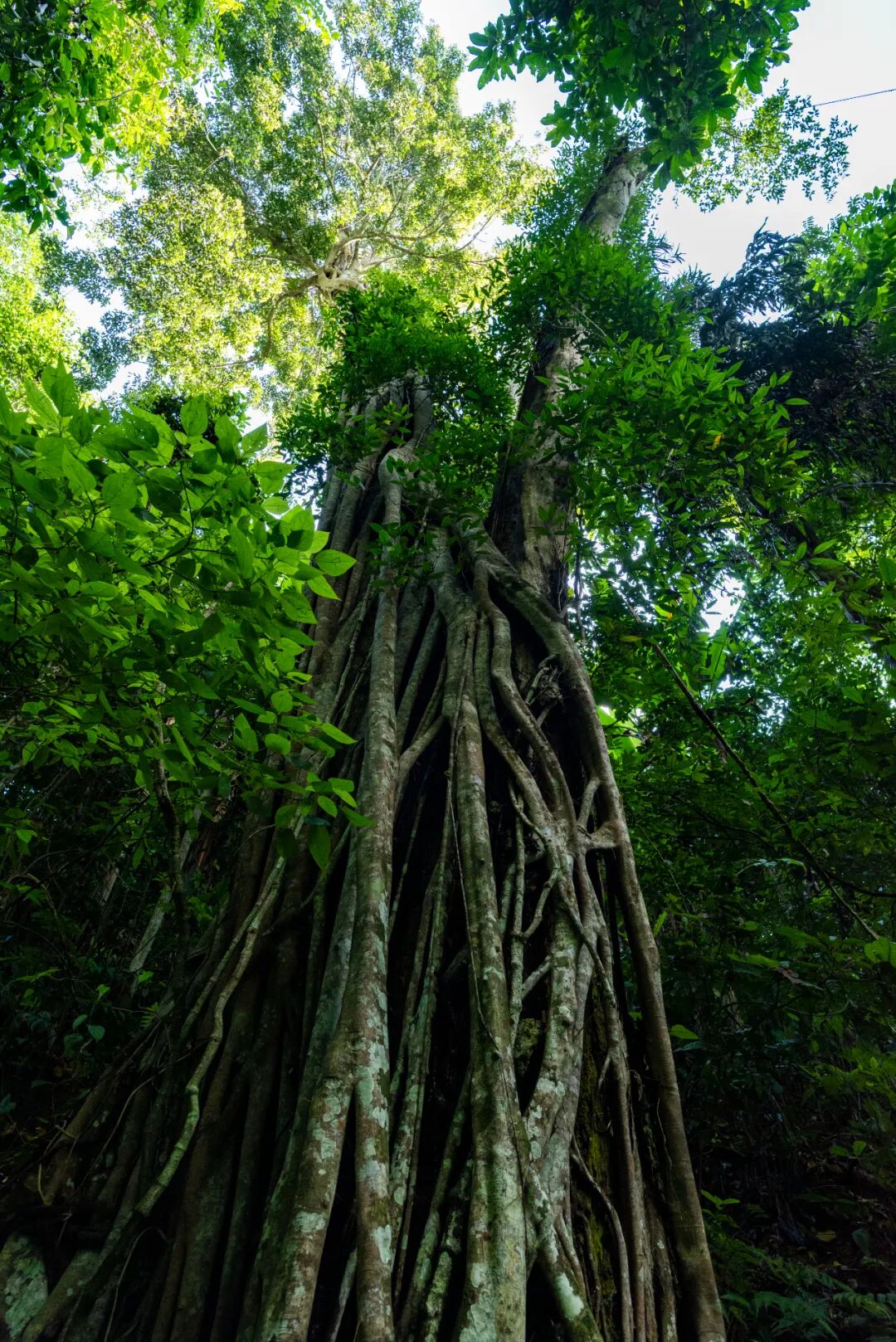 Image related to Rainforest Elephant Water Festival: Guess This Southern City Where People Wear Short Sleeves in Winter!