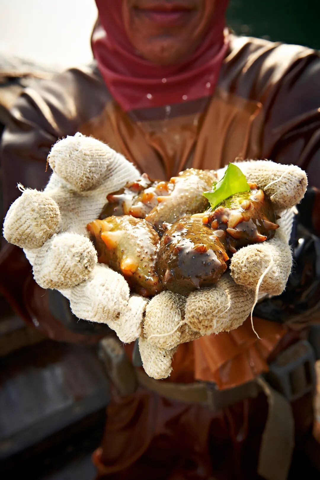 Image related to This Underrated Northern Province Is China's Seafood Secret, Making Abalone Affordable for All