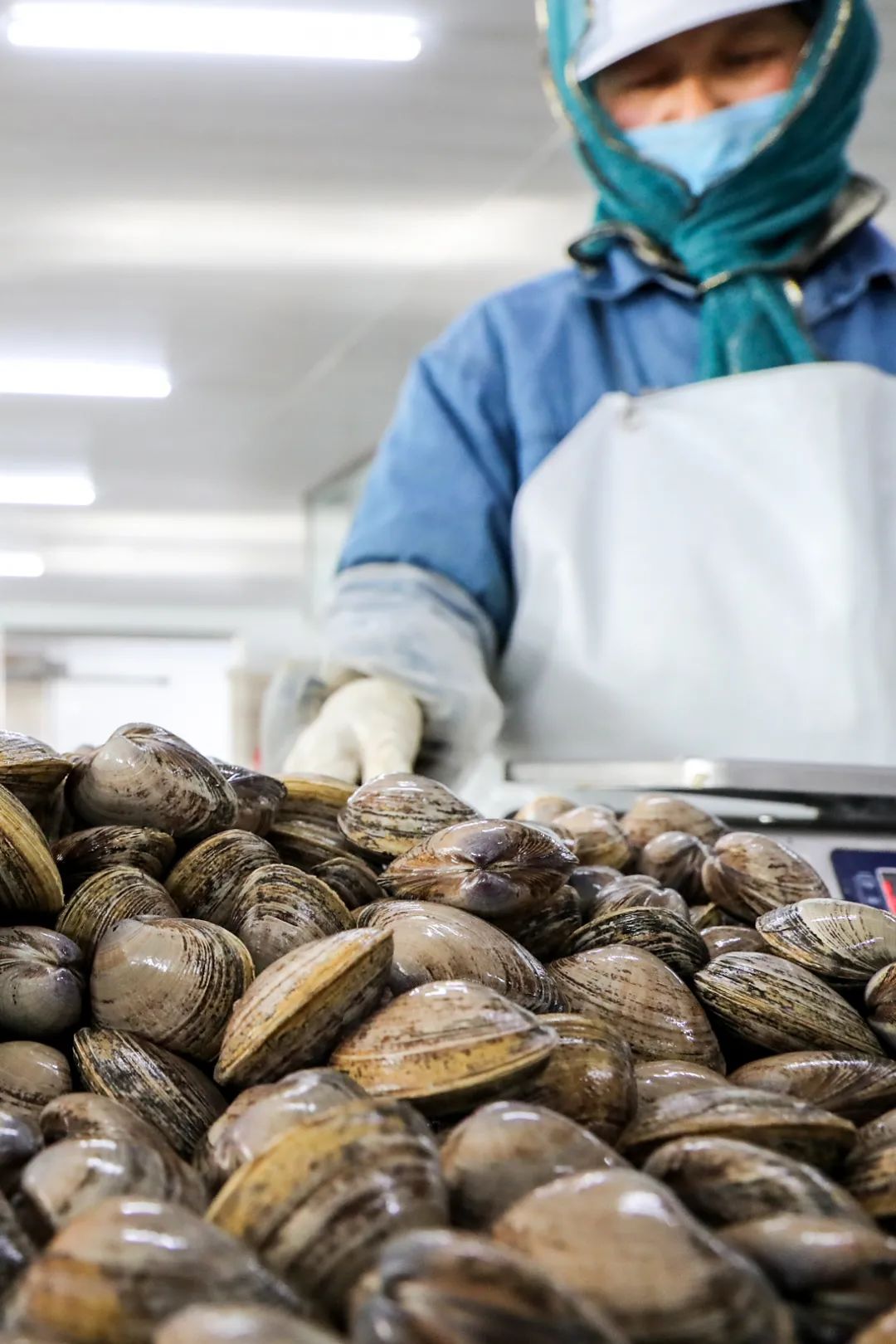 Image related to This Underrated Northern Province Is China's Seafood Secret, Making Abalone Affordable for All