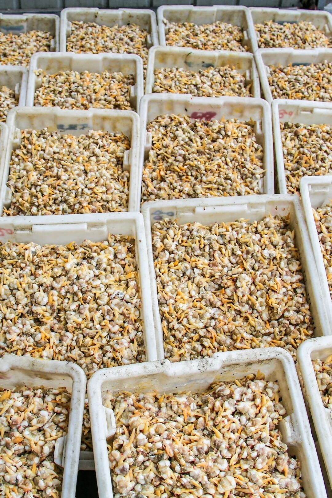 Image related to This Underrated Northern Province Is China's Seafood Secret, Making Abalone Affordable for All