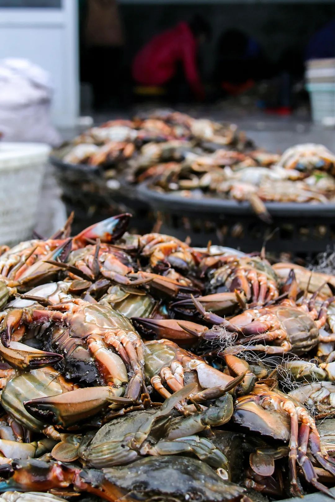 Image related to This Underrated Northern Province Is China's Seafood Secret, Making Abalone Affordable for All