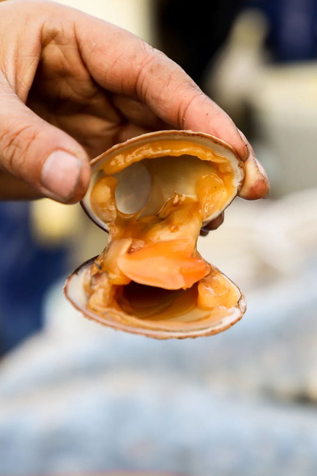 Image related to This Underrated Northern Province Is China's Seafood Secret, Making Abalone Affordable for All