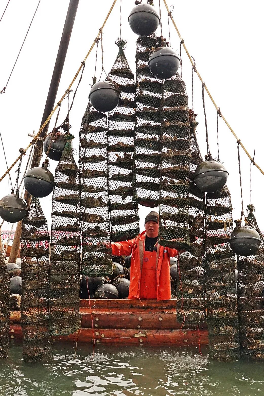 Image related to This Underrated Northern Province Is China's Seafood Secret, Making Abalone Affordable for All