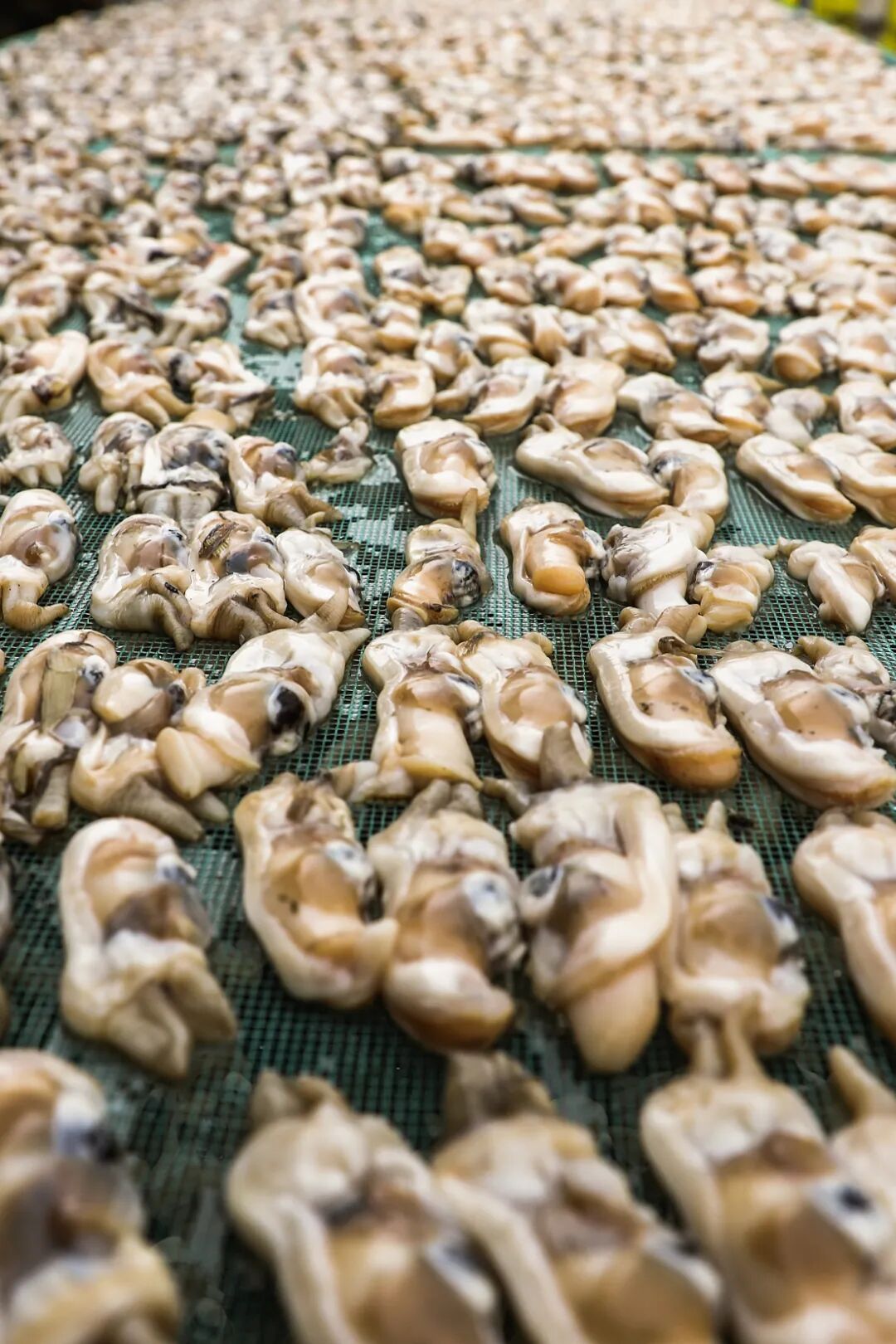 Image related to This Underrated Northern Province Is China's Seafood Secret, Making Abalone Affordable for All