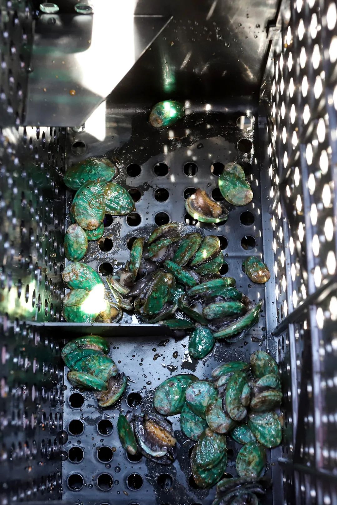 Image related to This Underrated Northern Province Is China's Seafood Secret, Making Abalone Affordable for All