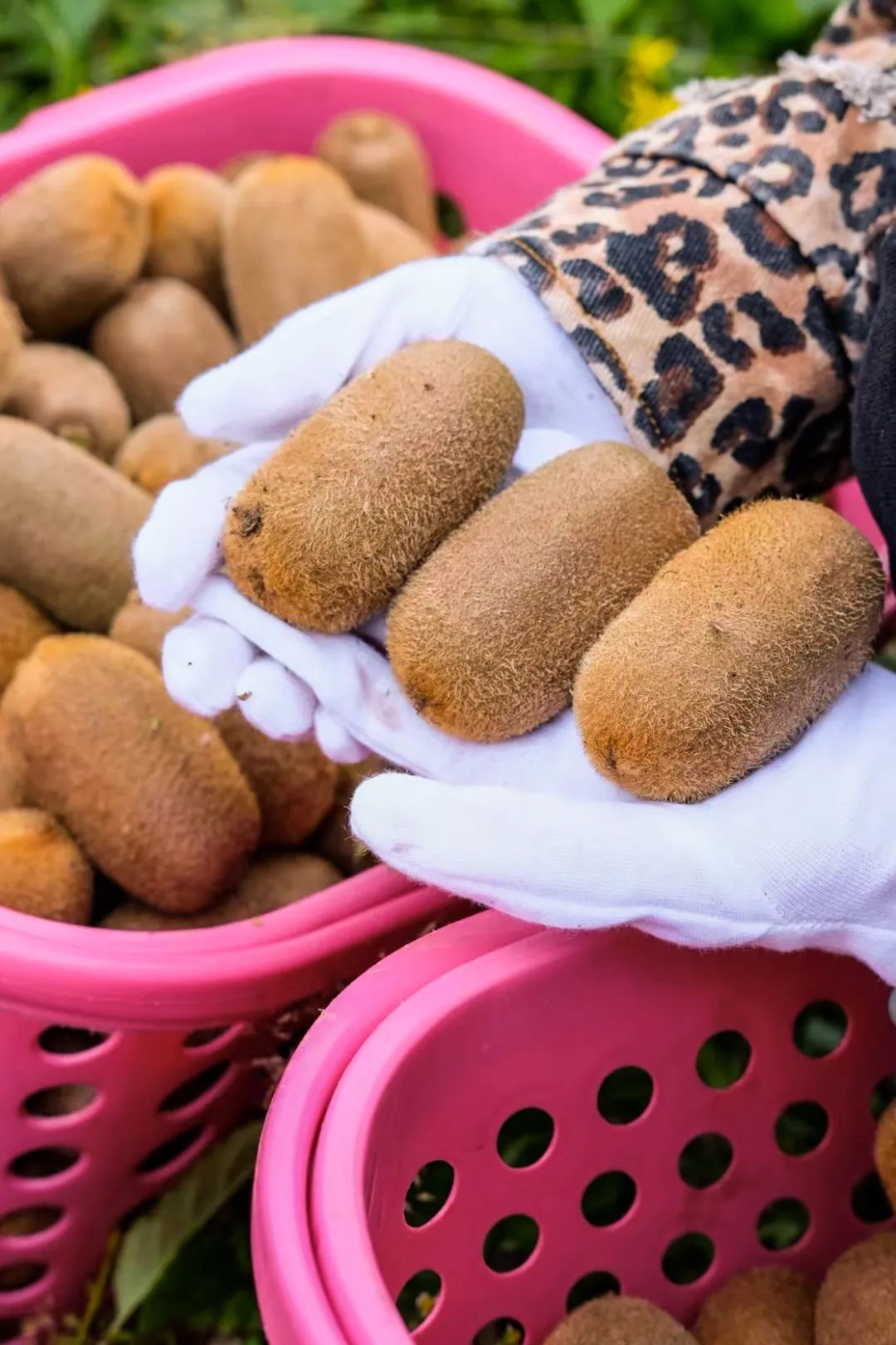 Image related to Why is Guizhou the Kiwi Kingdom?