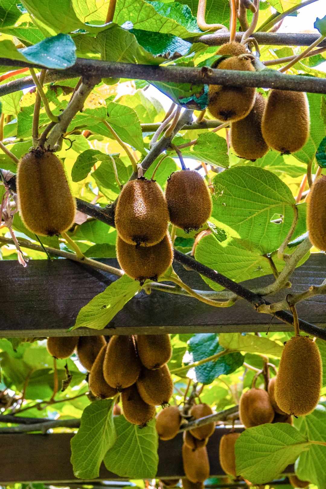 Image related to Why is Guizhou the Kiwi Kingdom?