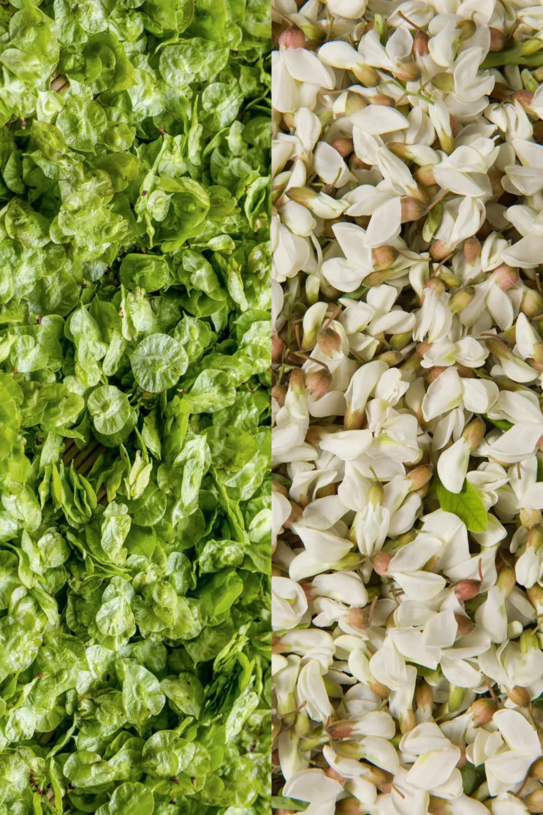Image related to China's Hidden Spring Delicacy: How This Underrated Ingredient Conquered 100 Million Dining Tables