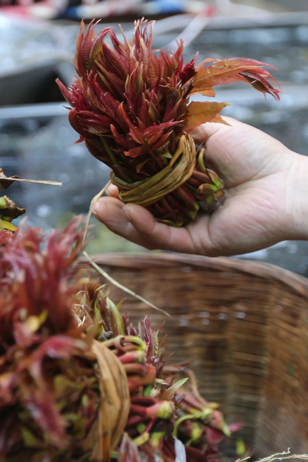 Image related to China's Hidden Spring Delicacy: How This Underrated Ingredient Conquered 100 Million Dining Tables