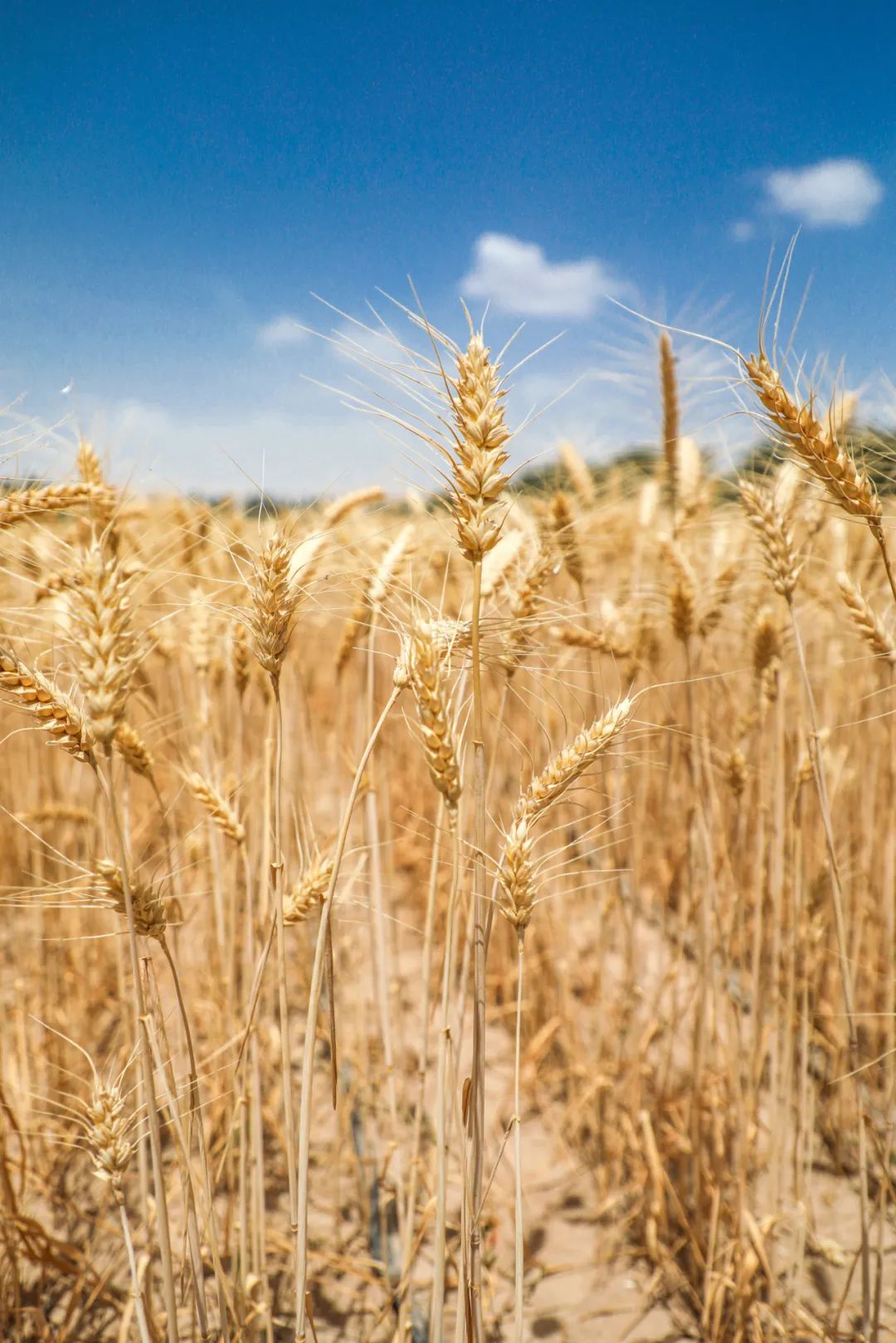 Image related to The Magic of Guilt-Free Carbs: Why They Outshine Meat in Flavor