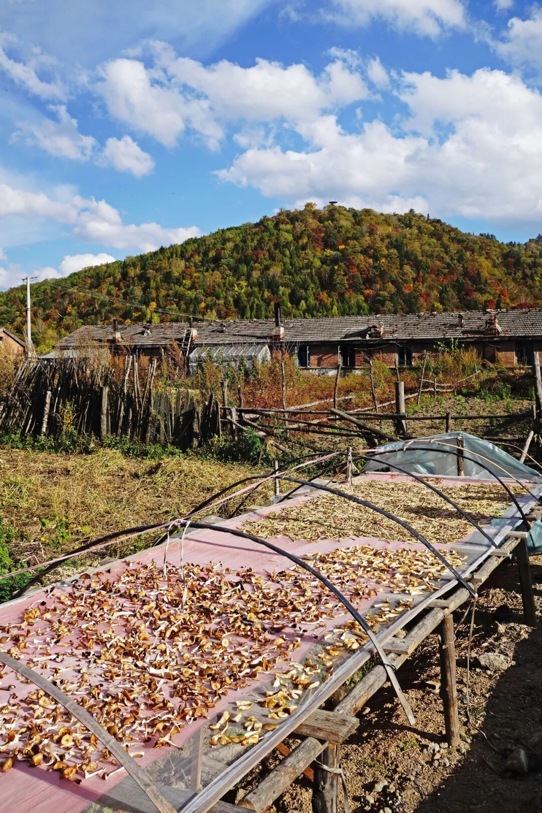 Image related to The Unsung King of Chinese Mushrooms Even Yunnan Bows To