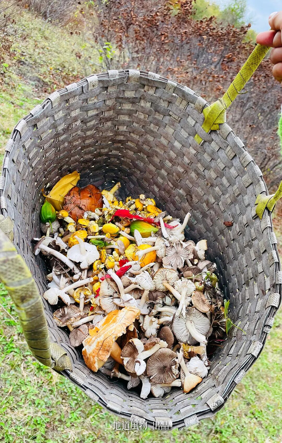 The Unsung King of Chinese Mushrooms Even Yunnan Bows To