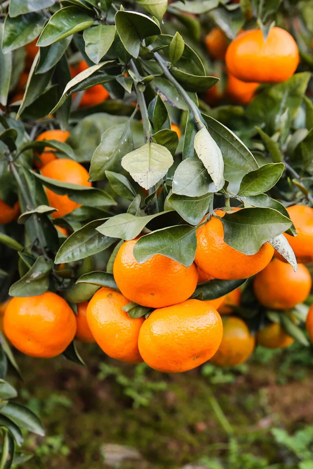 Image related to China's Most Underrated Fruit Kingdom: Sweetness Stretching from the Loess Plateau to Both Sides of the Qinling Mountains
