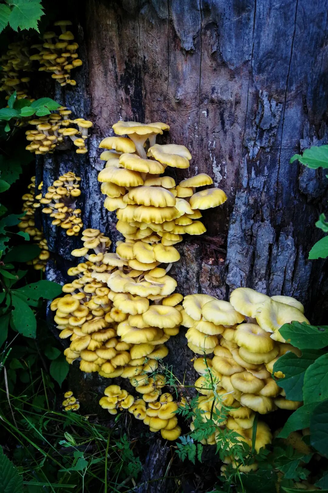 Image related to The Unsung King of Chinese Mushrooms Even Yunnan Bows To