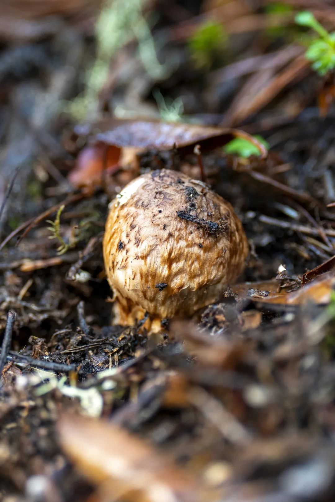 Image related to The Unsung King of Chinese Mushrooms Even Yunnan Bows To