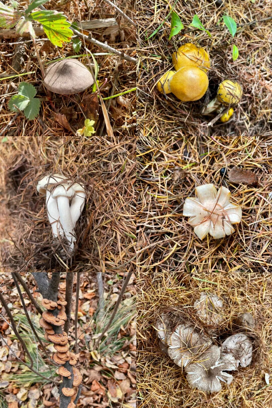 Image related to The Unsung King of Chinese Mushrooms Even Yunnan Bows To