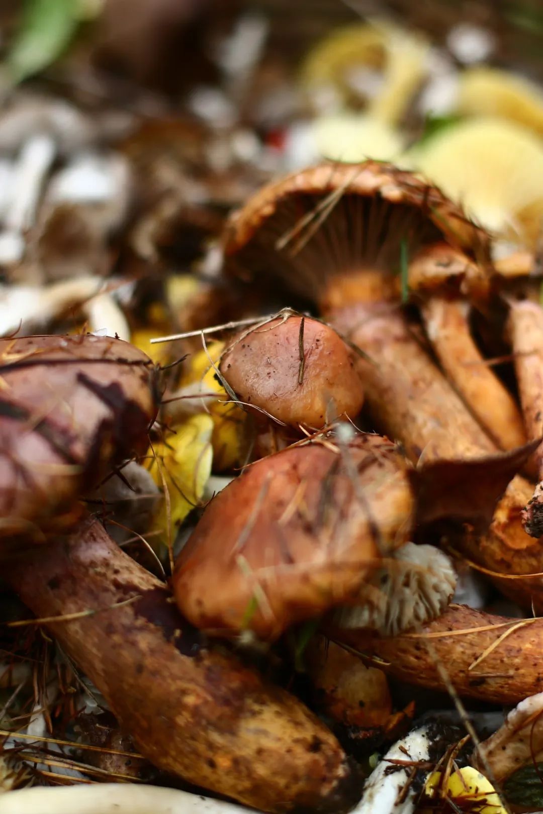 Image related to The Unsung King of Chinese Mushrooms Even Yunnan Bows To