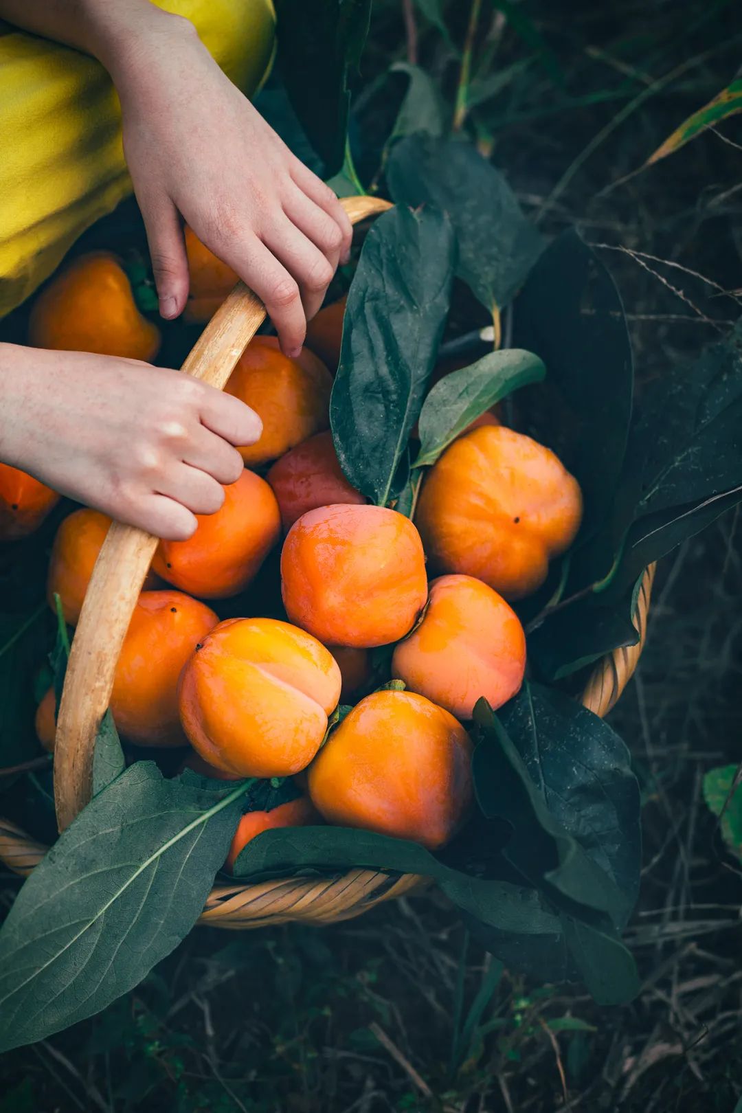 Image related to China's Most Underrated Fruit Kingdom: Sweetness Stretching from the Loess Plateau to Both Sides of the Qinling Mountains