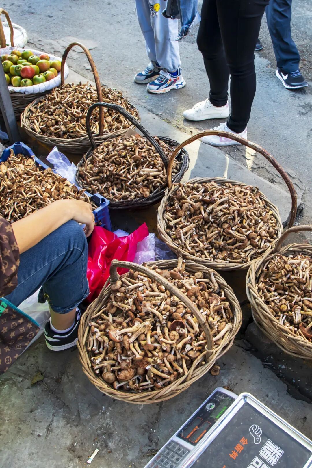 Image related to The Unsung King of Chinese Mushrooms Even Yunnan Bows To