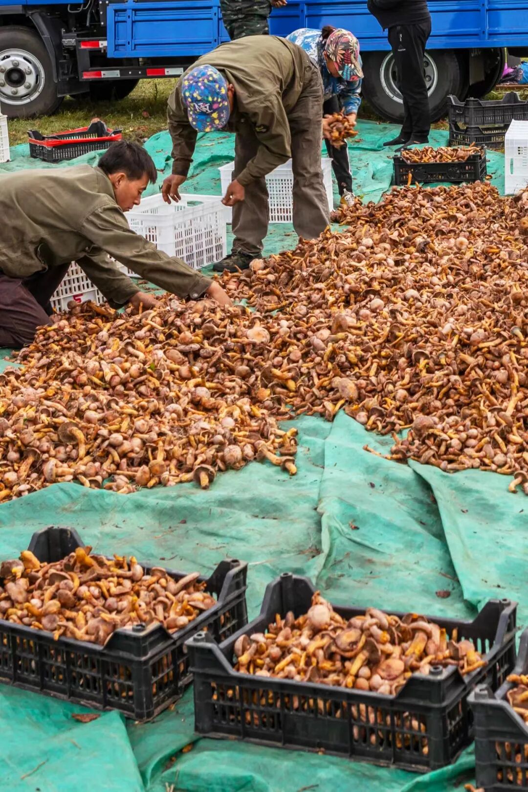 Image related to The Unsung King of Chinese Mushrooms Even Yunnan Bows To