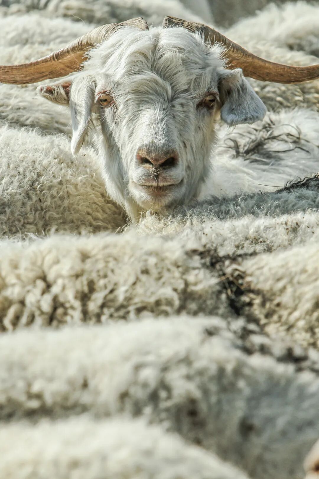 Image related to China's Top Lamb Province: Just How Extravagant Is Their Mutton Cuisine?