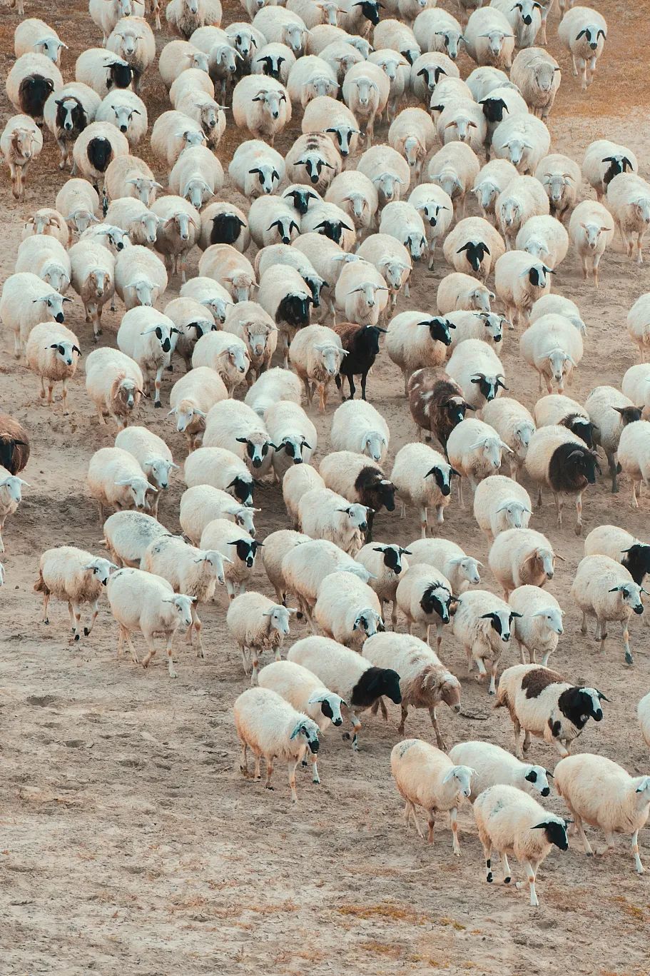 Image related to China's Top Lamb Province: Just How Extravagant Is Their Mutton Cuisine?