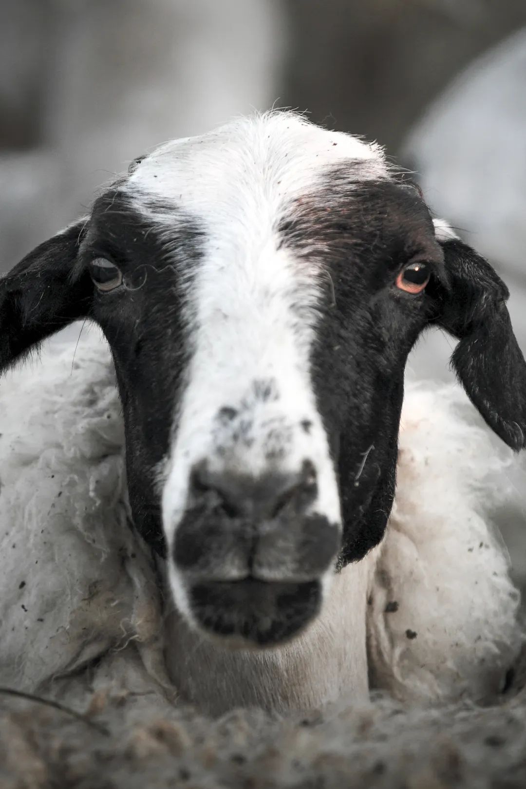 Image related to China's Top Lamb Province: Just How Extravagant Is Their Mutton Cuisine?