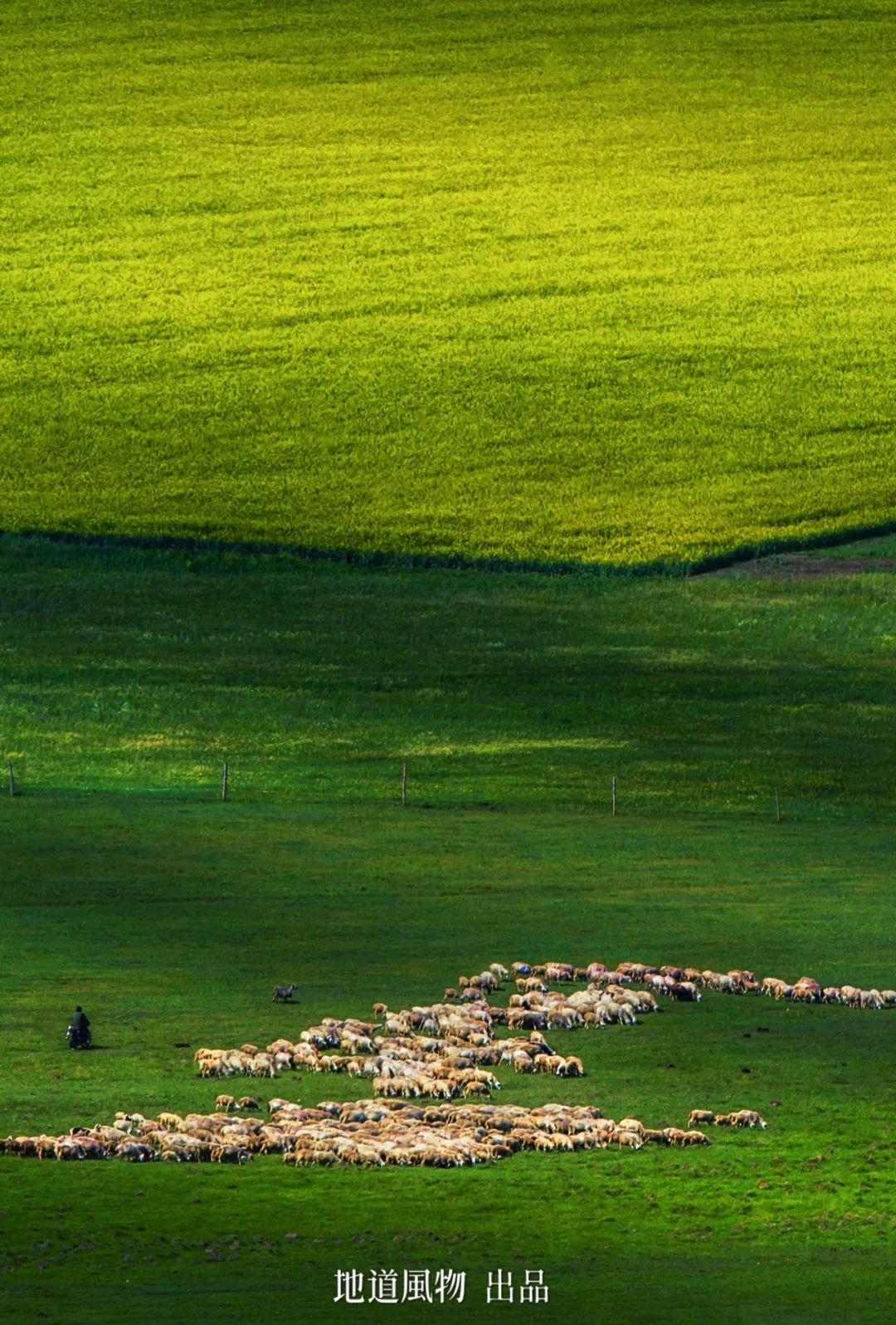 China's Top Lamb Province: Just How Extravagant Is Their Mutton Cuisine?