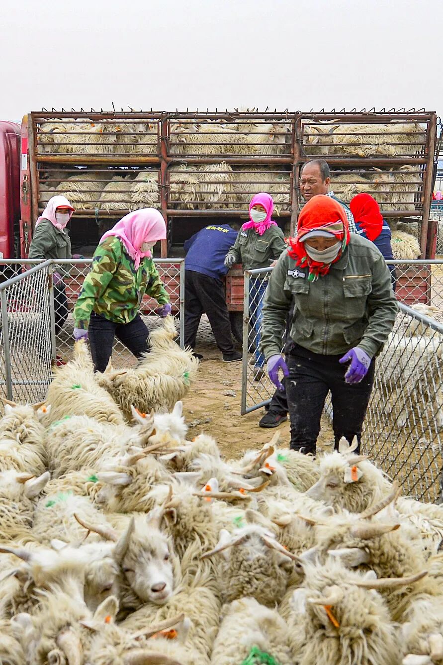 Image related to China's Top Lamb Province: Just How Extravagant Is Their Mutton Cuisine?