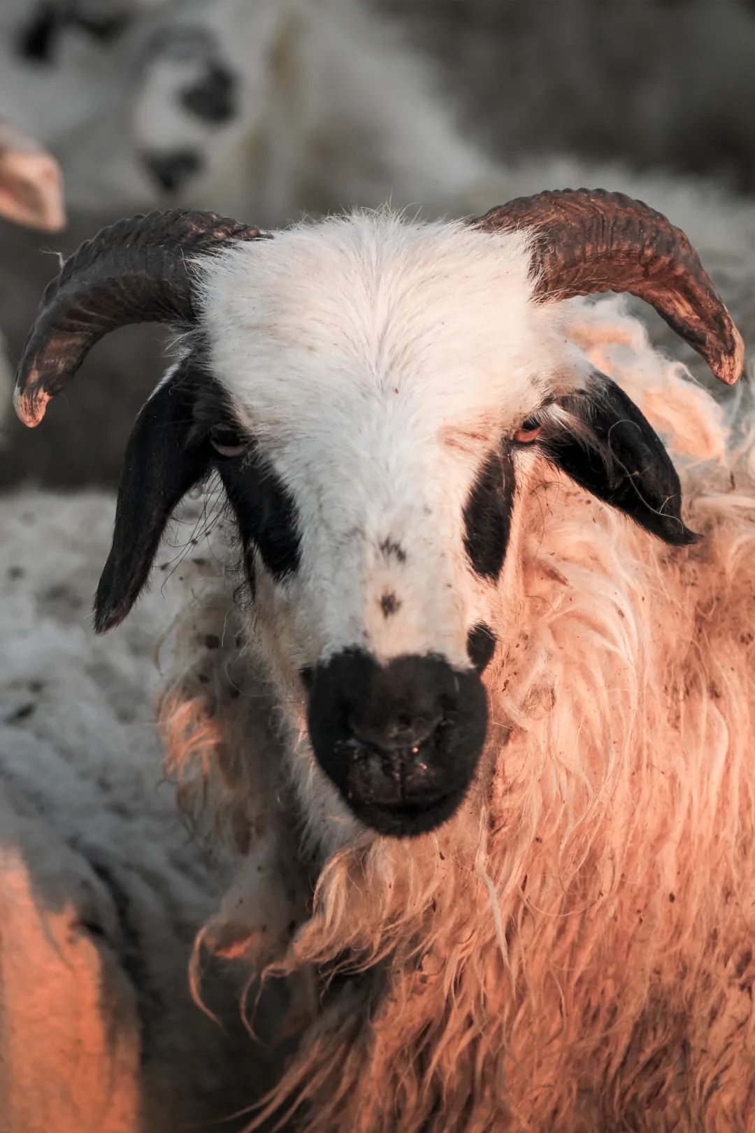 Image related to China's Top Lamb Province: Just How Extravagant Is Their Mutton Cuisine?
