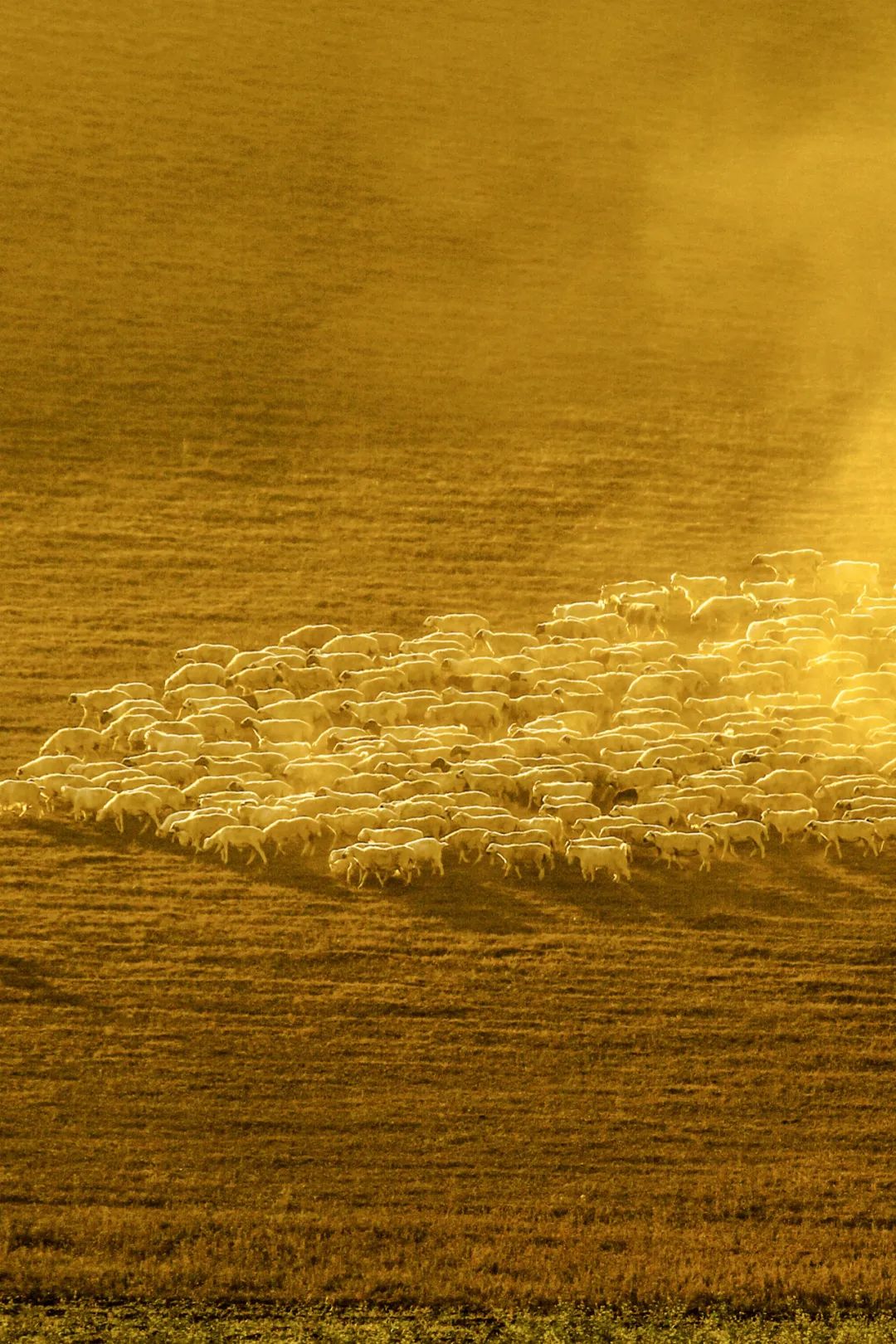 Image related to China's Top Lamb Province: Just How Extravagant Is Their Mutton Cuisine?