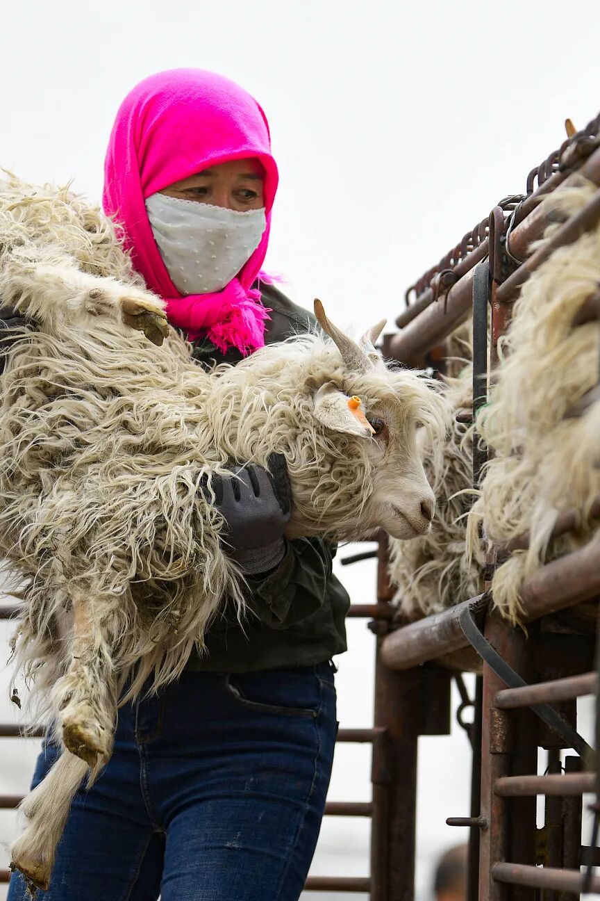 Image related to China's Top Lamb Province: Just How Extravagant Is Their Mutton Cuisine?