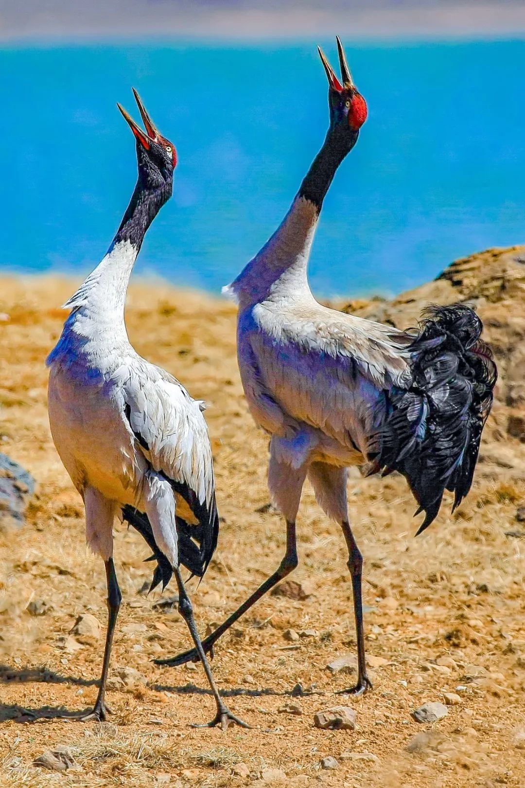 Image related to Why Guizhou is China's Best-Kept Winter Treasure Destination?