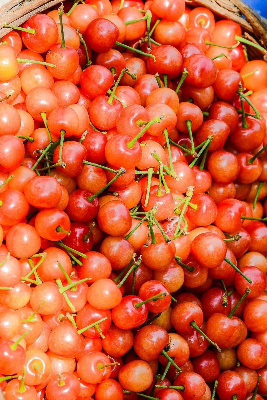 Image related to China's Hottest Fruit Unites the Nation's Summers