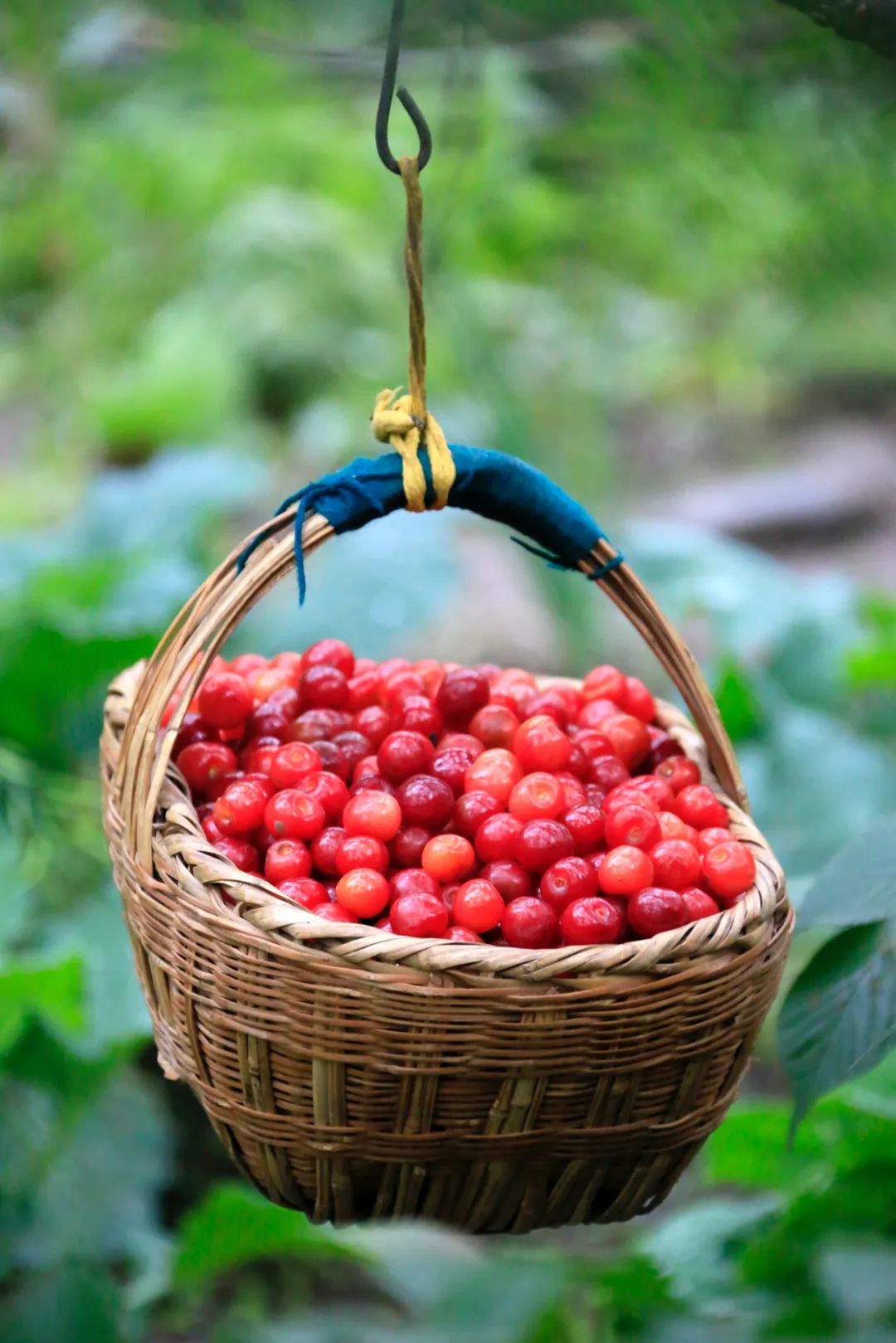 Image related to China's Hottest Fruit Unites the Nation's Summers