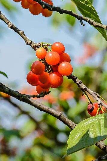 Image related to China's Hottest Fruit Unites the Nation's Summers