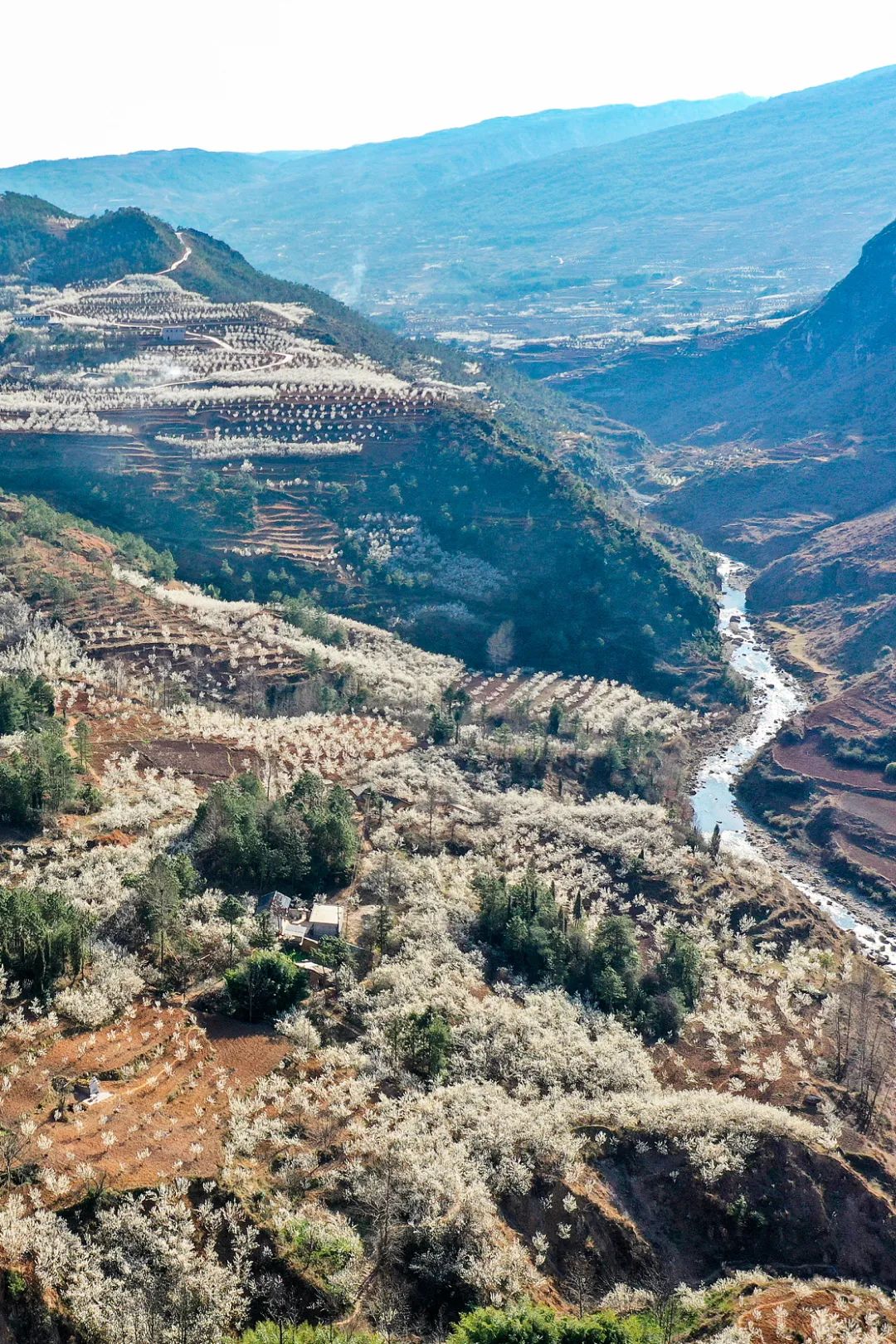 Image related to China's Hottest Fruit Unites the Nation's Summers
