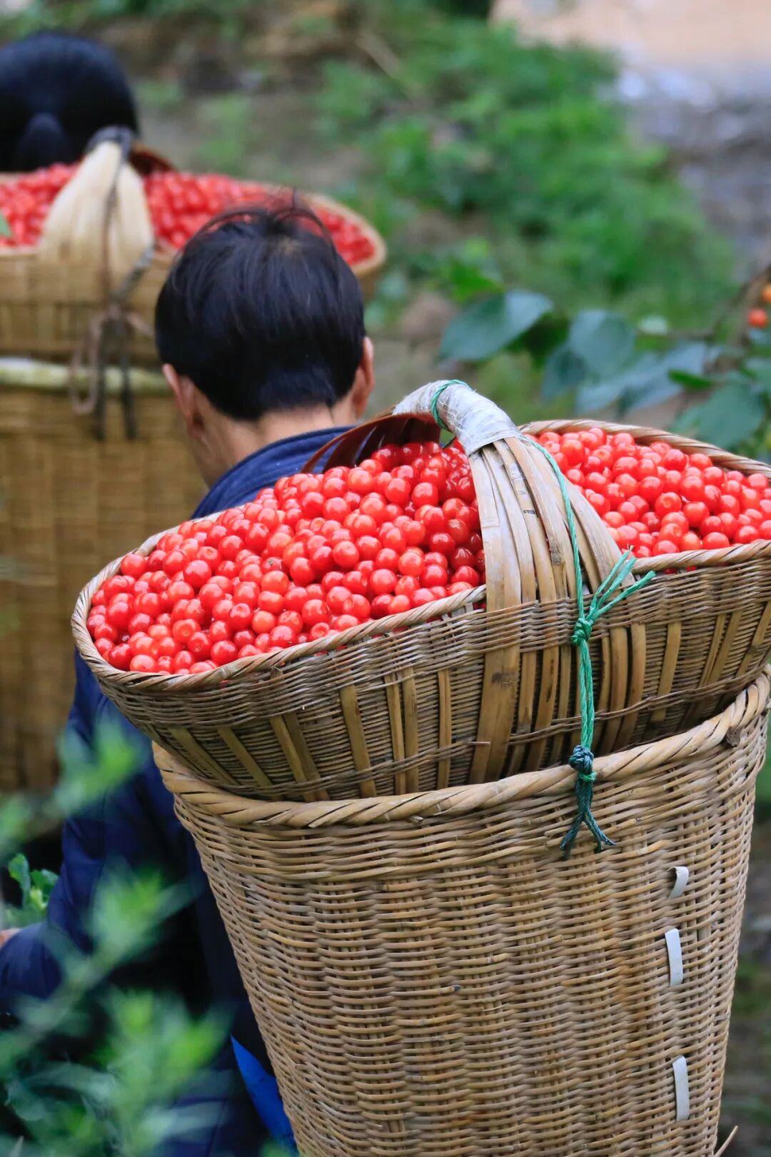 Image related to China's Hottest Fruit Unites the Nation's Summers
