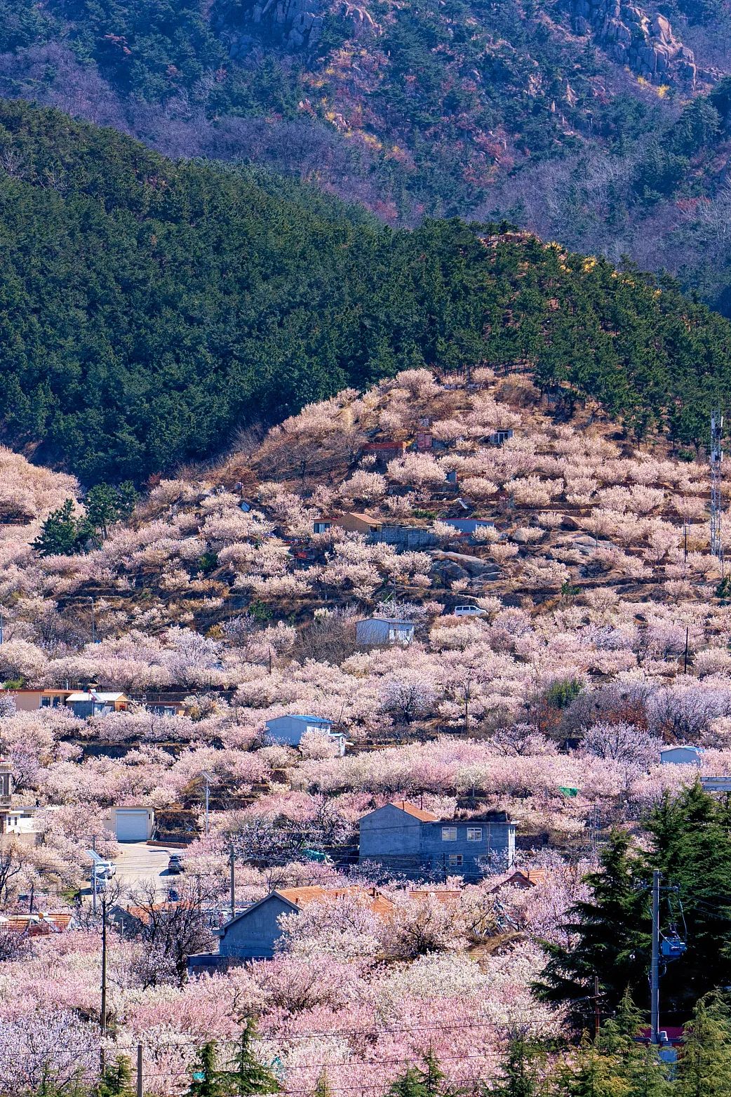 Image related to China's Hottest Fruit Unites the Nation's Summers