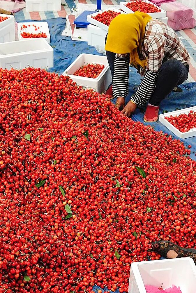 Image related to China's Hottest Fruit Unites the Nation's Summers