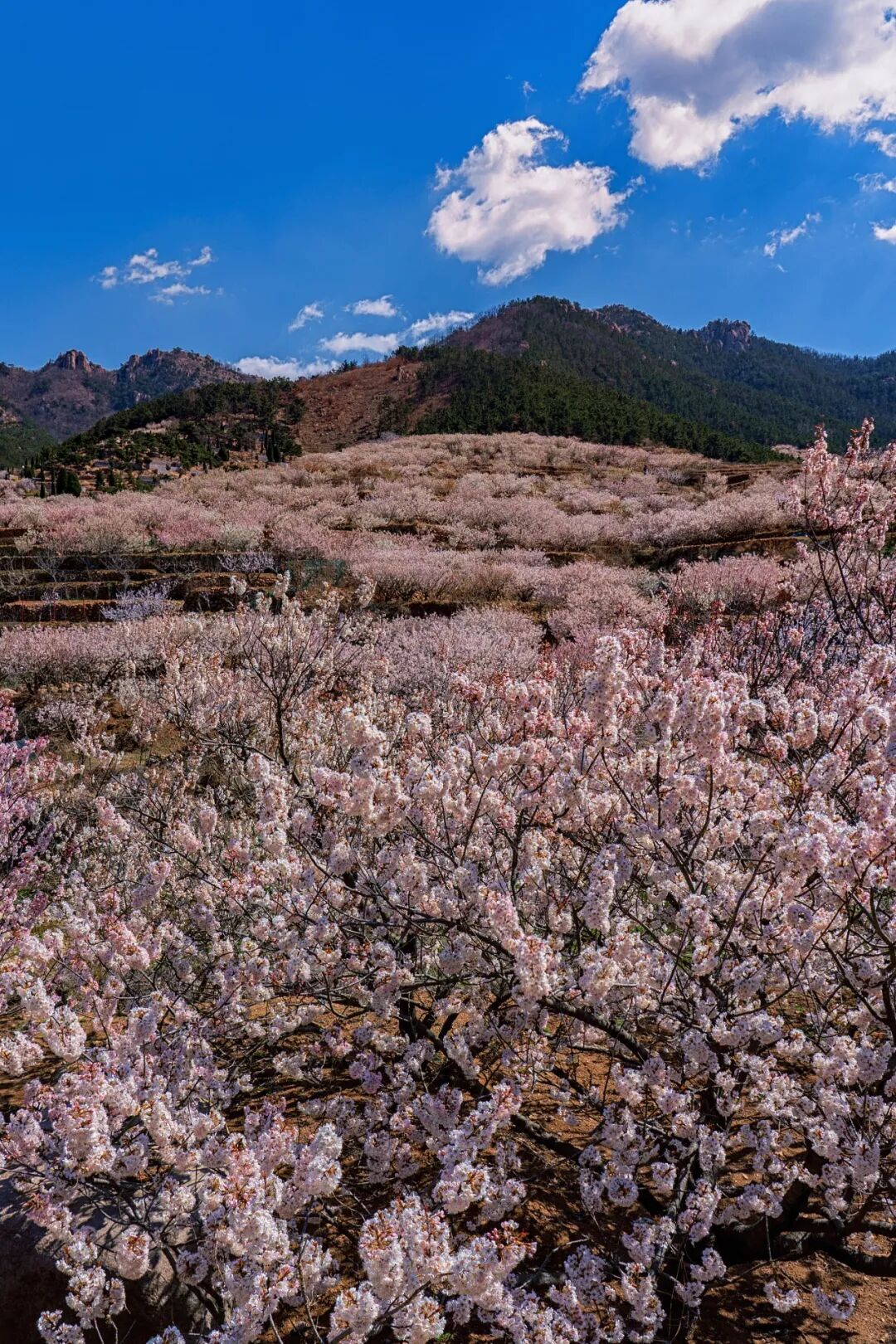 Image related to China's Hottest Fruit Unites the Nation's Summers