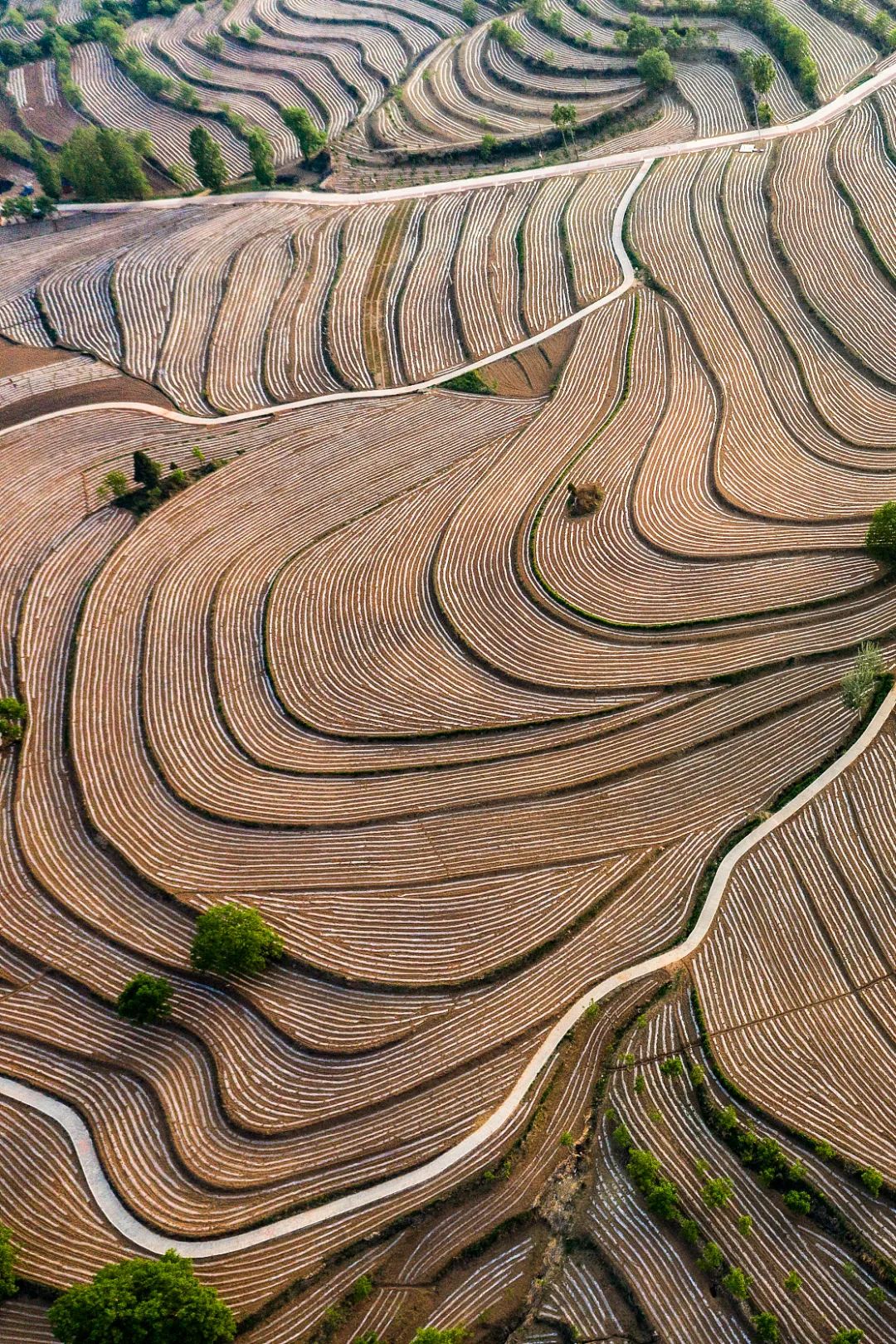 Image related to China's Hottest Fruit Unites the Nation's Summers