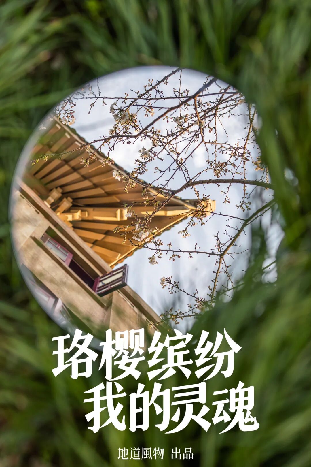 Image related to China's Most Beautiful University on Luojia Mountain Celebrates Its 131st Birthday Today!