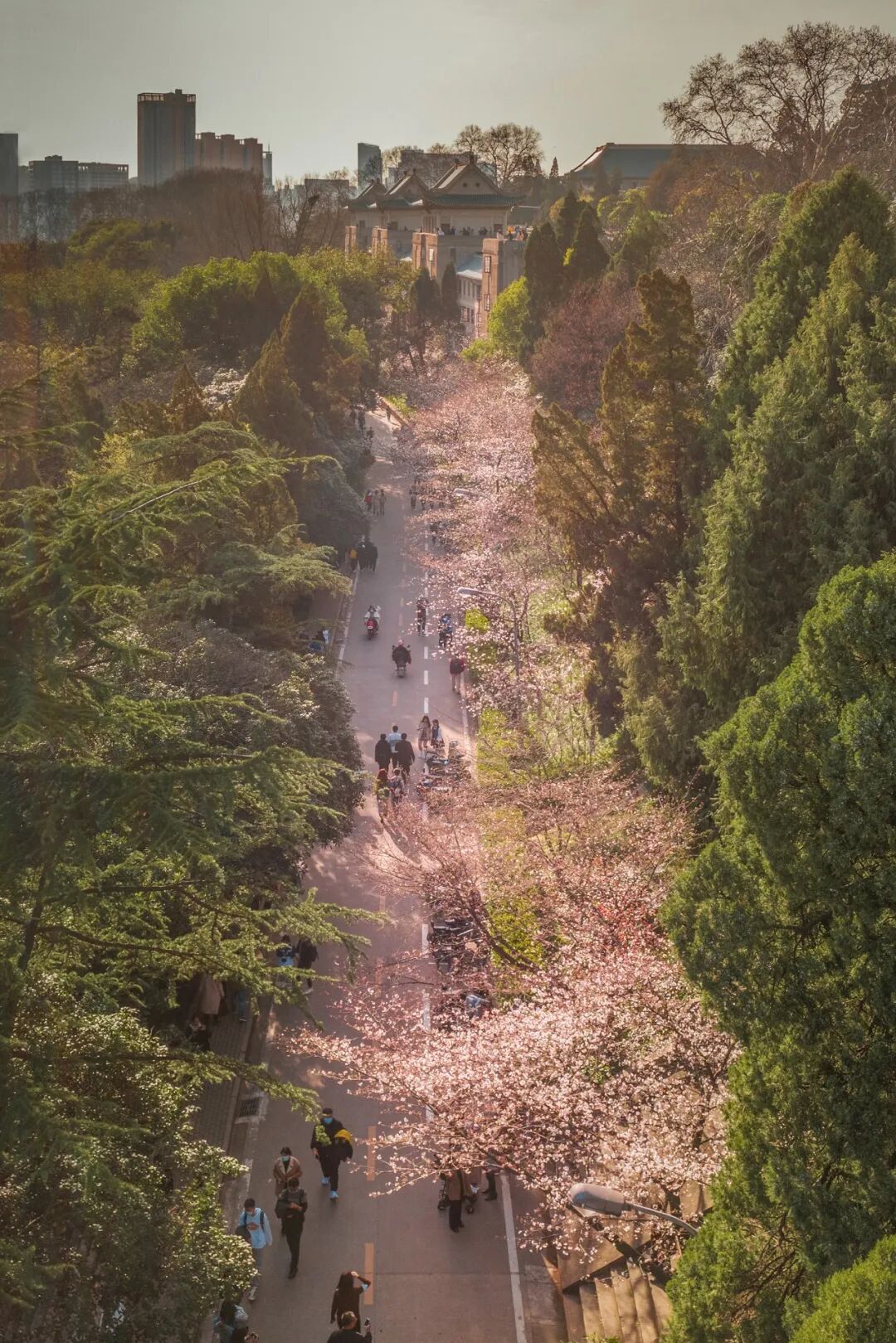 Image related to China's Most Beautiful University on Luojia Mountain Celebrates Its 131st Birthday Today!