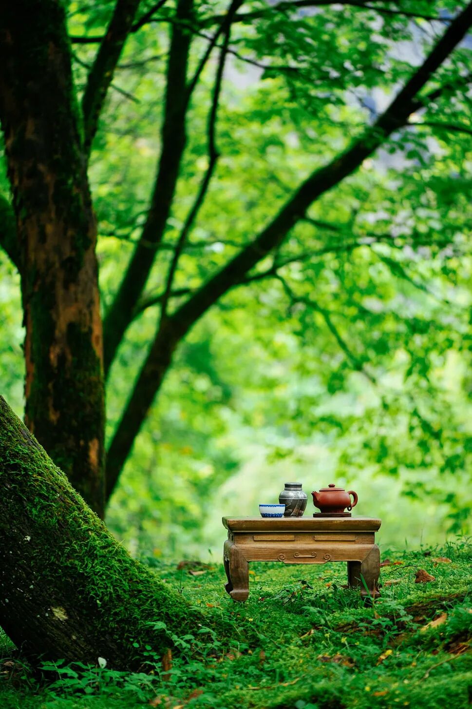 Image related to China's Top Tea-Producing Province: A Millennia-Old Legacy of Elegance and Competition
